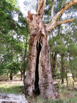 large old tree with hollow
