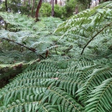 Tree fern fronds